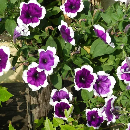 Le Pressoir 3* בוברו-אן-אוז'