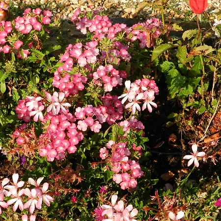 לינה וארוחת בוקר Le Pressoir