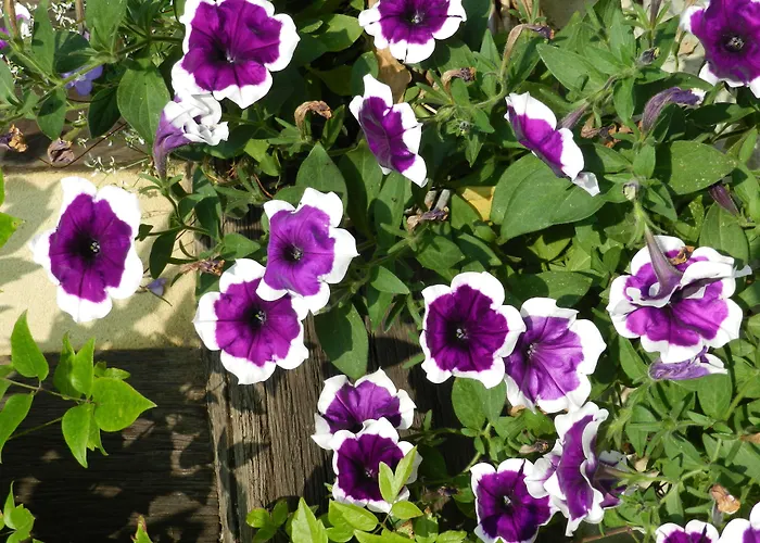 Le Pressoir 3* Beuvron-en-Auge