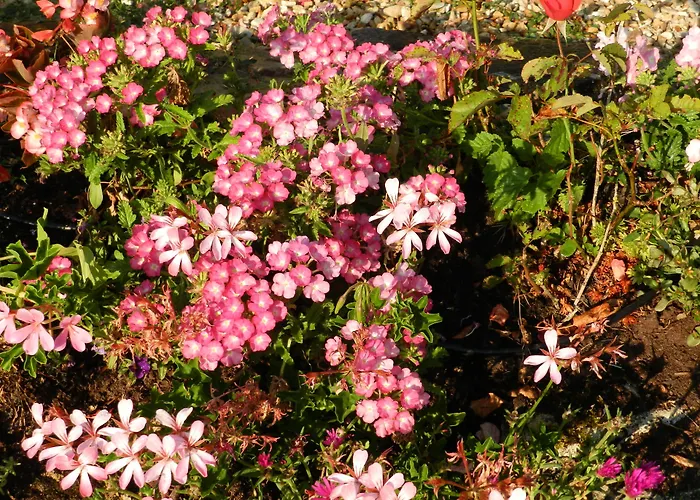 Bed & Breakfast Le Pressoir